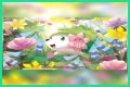 want shiny shaymin | Bulbagarden
